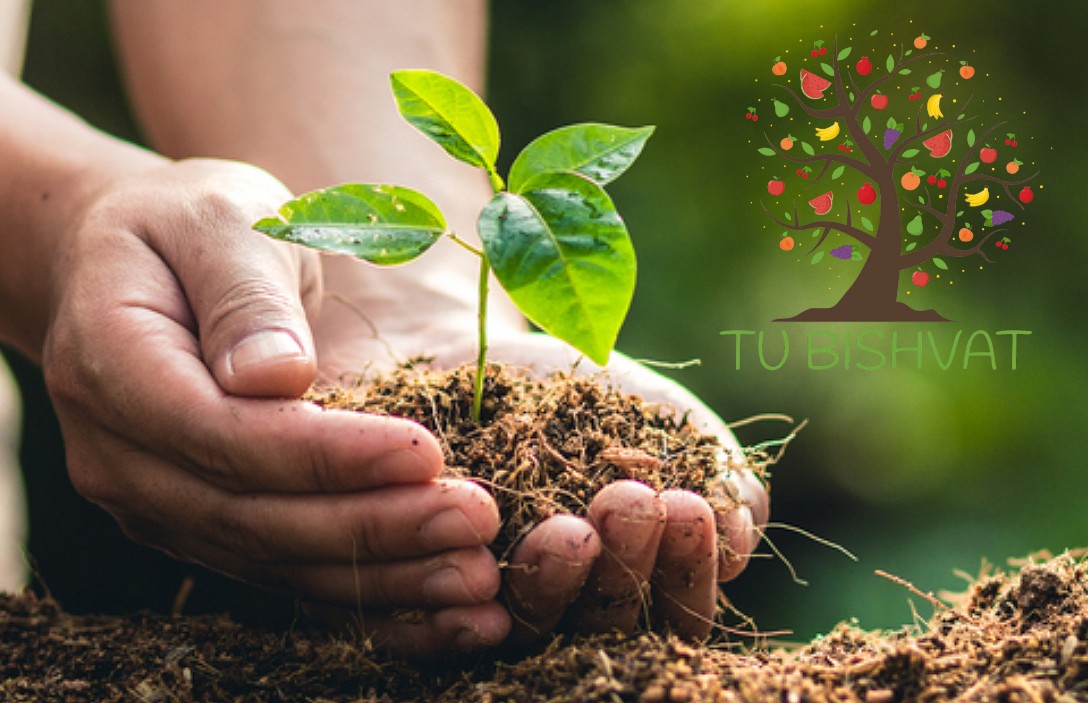 Stasera è Tu bishvat, il Capodanno degli Alberi